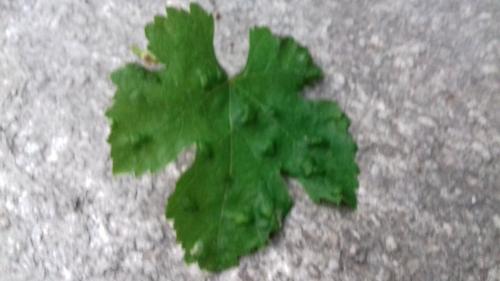 Réf. 234 961 : Colomerus vitis